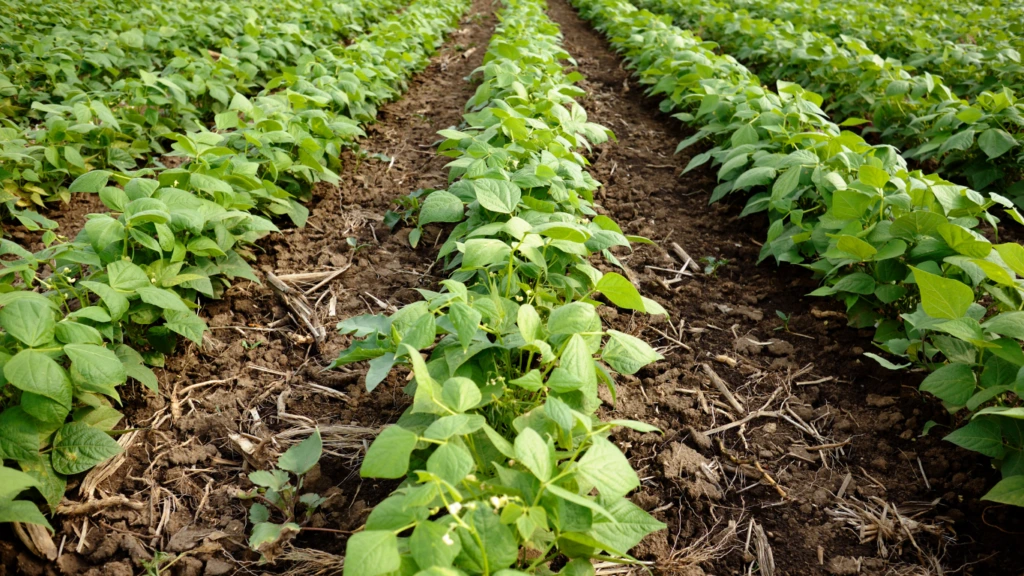 Agriculture Carbogest